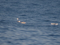 Chroicocephalus maculipennis