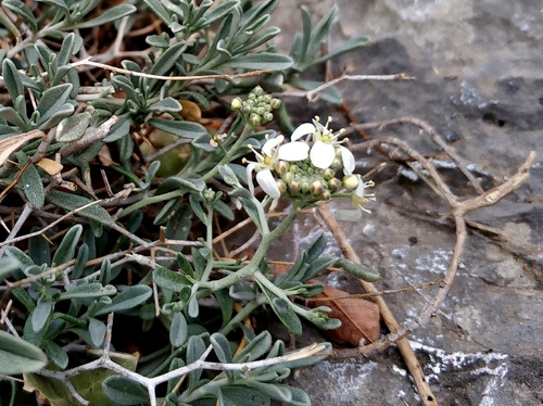 Hormathophylla