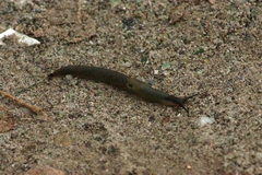 Krynickillus melanocephalus