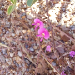 Tephrosia lupinifolia