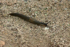 Krynickillus melanocephalus