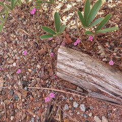 Tephrosia lupinifolia