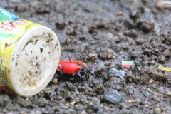 Paraleptuca crassipes