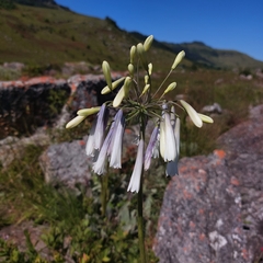 Agapanthus inapertus