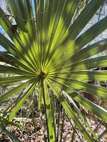 Sabal minor image
