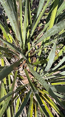 Yucca filamentosa