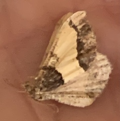 Frederickia hypaethrata