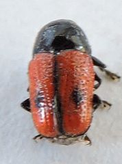 Cryptocephalus pubiventris