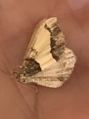 Frederickia hypaethrata