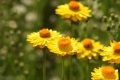 Xerochrysum viscosum
