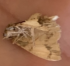 Frederickia hypaethrata