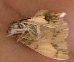 Frederickia hypaethrata