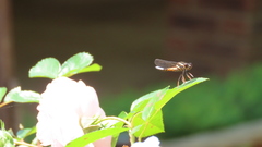 Platycypha fitzsimonsi