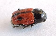 Cryptocephalus pubiventris