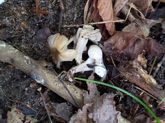 Hypomyces porphyreus