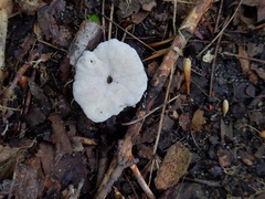 Hypomyces porphyreus