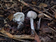 Hypomyces porphyreus