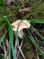 Hydnum subtilior