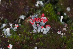 Cladonia coccifera