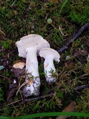 Hydnum subtilior