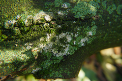 Erythricium aurantiacum