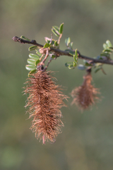 Ormocarpum trichocarpum