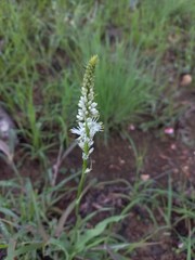 Chlorophytum colubrinum