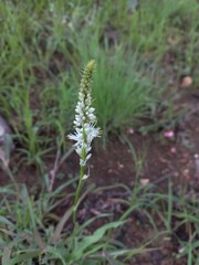 Chlorophytum colubrinum