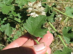 Malacothamnus densiflorus
