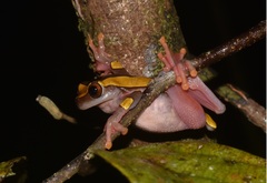 Dendropsophus leucophyllatus