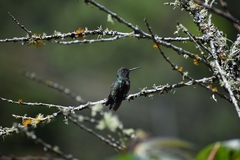 Saucerottia saucerottei