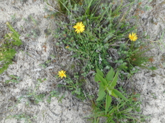 Noticastrum acuminatum