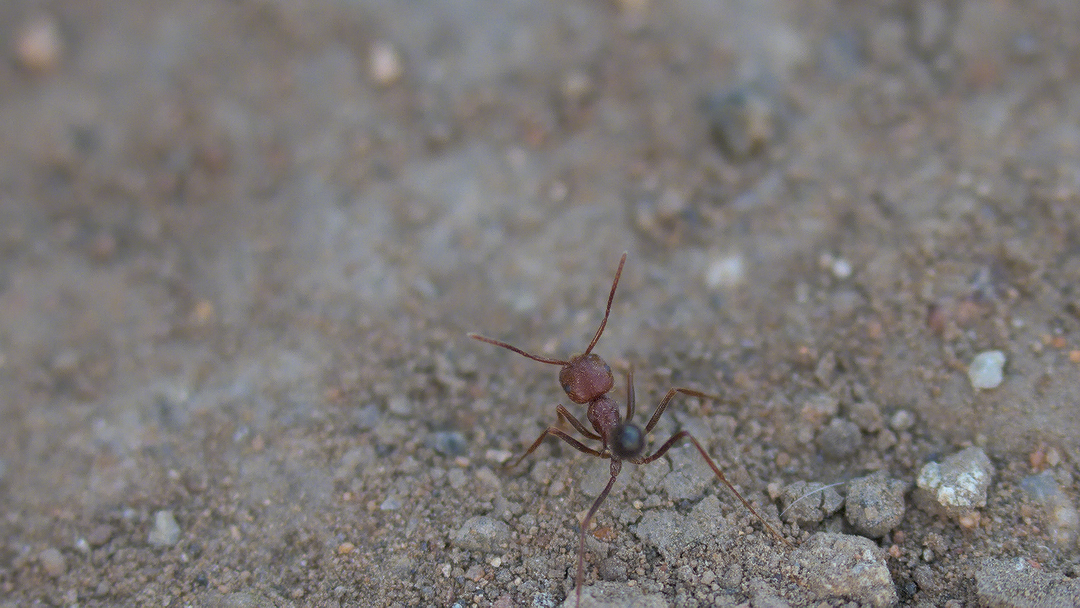 Ocymyrmex fortior