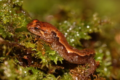 Desmognathus aeneus