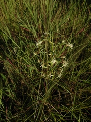 Habenaria humilior