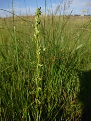 Habenaria filicornis