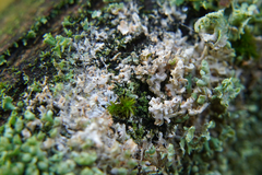Erythricium aurantiacum