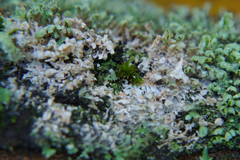 Erythricium aurantiacum