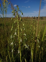 Habenaria schimperiana