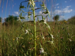 Habenaria schimperiana