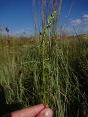 Habenaria filicornis