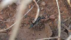 Ophthalmopone berthoudi