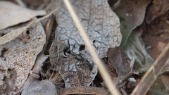 Ophthalmopone berthoudi