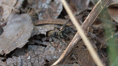 Ophthalmopone berthoudi