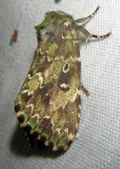 Nyodes acatharta