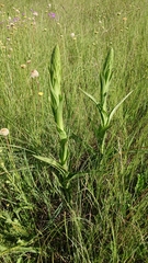 Habenaria schimperiana