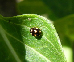 Brachiacantha decempustulata