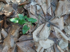 Orthilia secunda