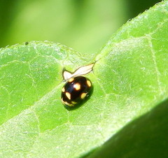 Brachiacantha decempustulata