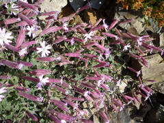 Silene foetida